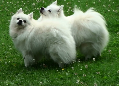 Kleinspitz Valentino und Mittelspitz Ramon aus dem Norden
