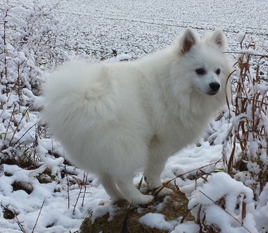Mittelspitz CID aus dem Norden 02