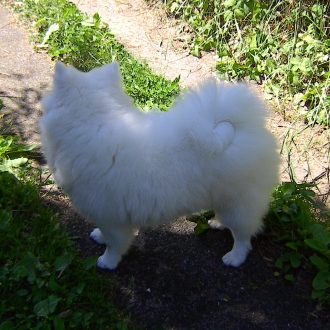 Mittelspitz Kirsi aus dem Norden 02