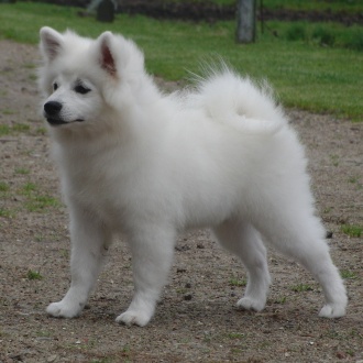 Mittelspitz Odette aus dem Norden