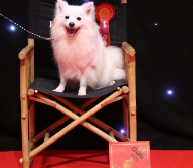 Mittelspitz UTOPIA aus dem Norden auf der Crufts 2015