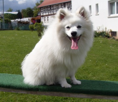 Mittelspitz Vasco aus dem Norden