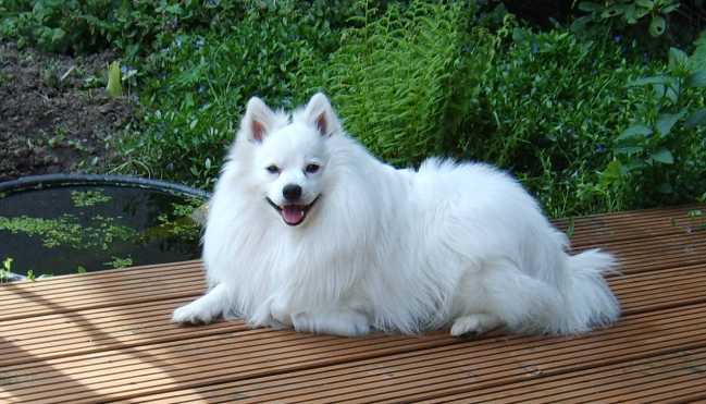 Mittelspitz Xerxes aus dem Norden