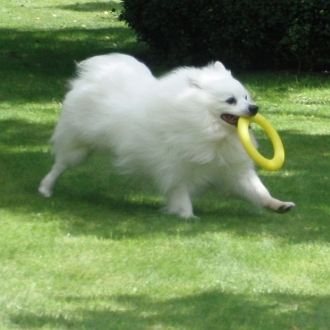 Mittelspitz Zorro aus dem Norden 02