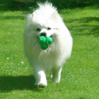Mittelspitz Zorro aus dem Norden mit Ball