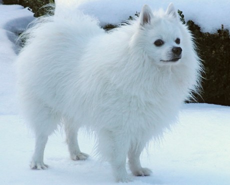 Mittelspitz Zorro aus dem Norden im Schnee