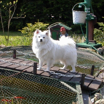 Mittelspitz Monty aus dem Norden