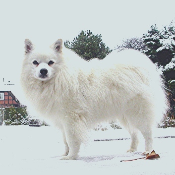 Mittelspitz Monty aus dem Norden