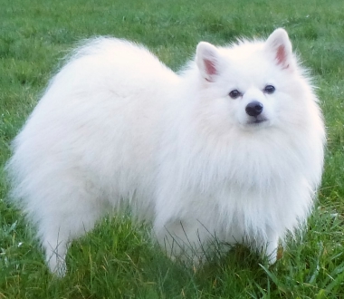 SIGGI aus dem Norden